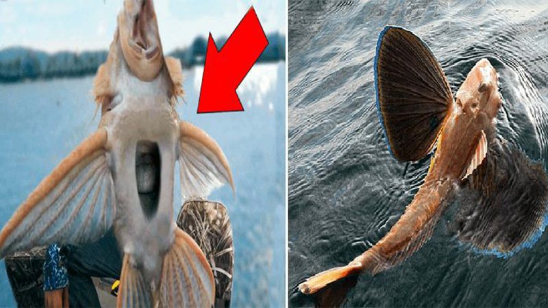 A fascinating discovery in American River: creatures resembling pelicans with snake-like heads.