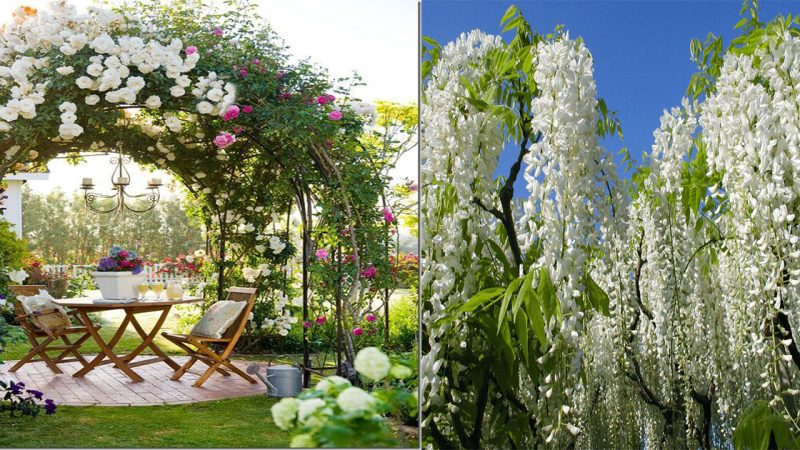 The most beautiful white flower vines in the world this year