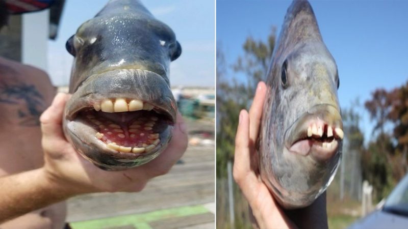 Fish With ‘Human’ Teeth Caught in North Carolina Turns Attention on a Remarkable Species