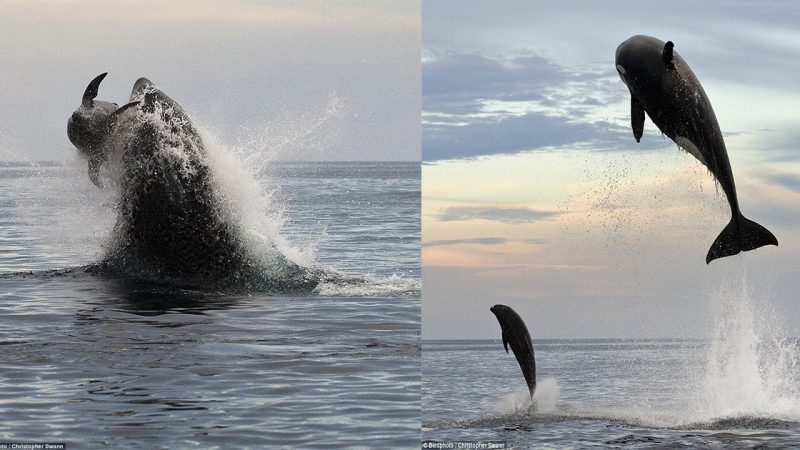 Look out, he’s behind you! Eight-ton orca leaps 15ft into the air to finally capture dolphin he wanted for dinner after two-hour chase