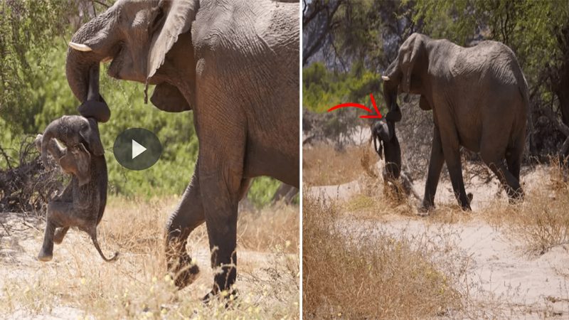 Heart-Wrenching VIDEO Show Elephant Mom Carries Body of Dead Calf for Days