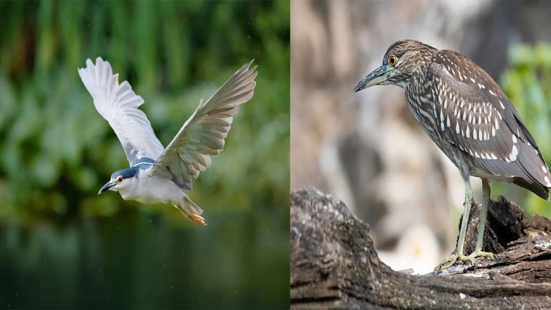 The Beautiful Black-crowned Night Heron (Nycticorax nycticorax): A Nocturnal Bird of Elegance