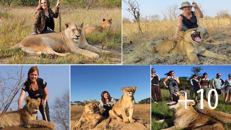 Lion Spy: The Heroine Risking Her Life to Save Prides from Rich Hunters