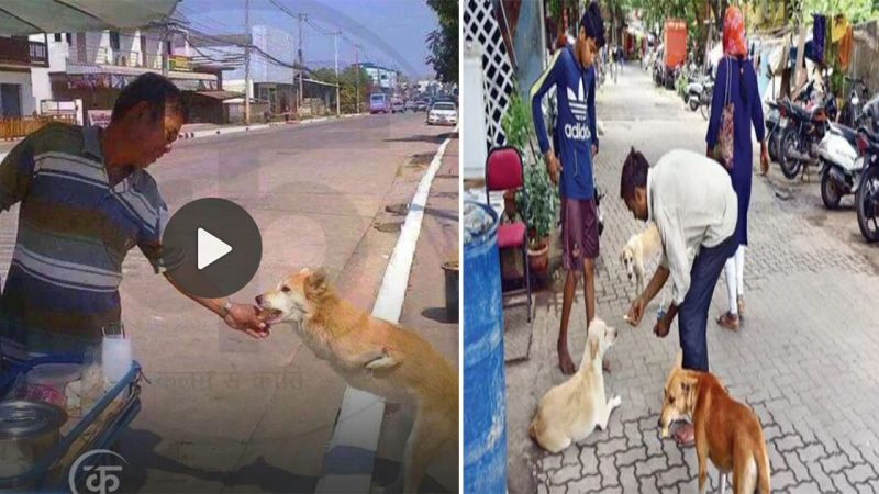 Action That Touches Millions of Hearts: Homeless Disabled Dog Receives Kindness from Street Vendor (Video)