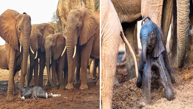 At dawn yesterday, we were fortunate enough to witness a truly extraordinary event just outside the Ithumba reserve – the miracle of life unfolding before our eyes.