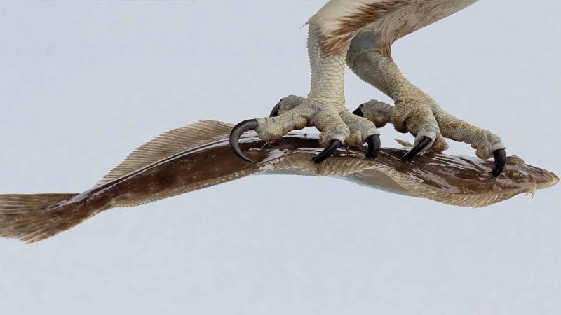 The osprey, also known as the fish hawk, is a magnificent bird of prey renowned for its exceptional fishing skills