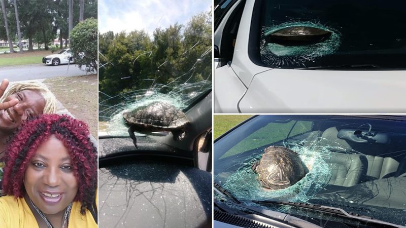 Unusual accident: Turtle crashes through car window and nearly decapitates passenger