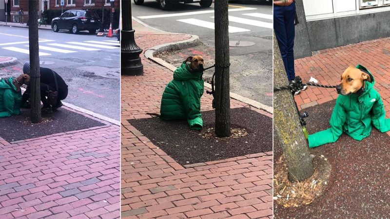 Heartwarming Moment: Woman Gives Her Coat to Her Poor Dog in Extreme Cold