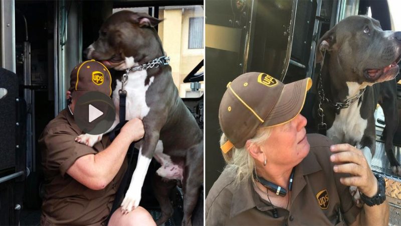 Female UPS Driver Sees a Pit Bull Waiting for Her Every Day, Adopts Him After Owner’s Death