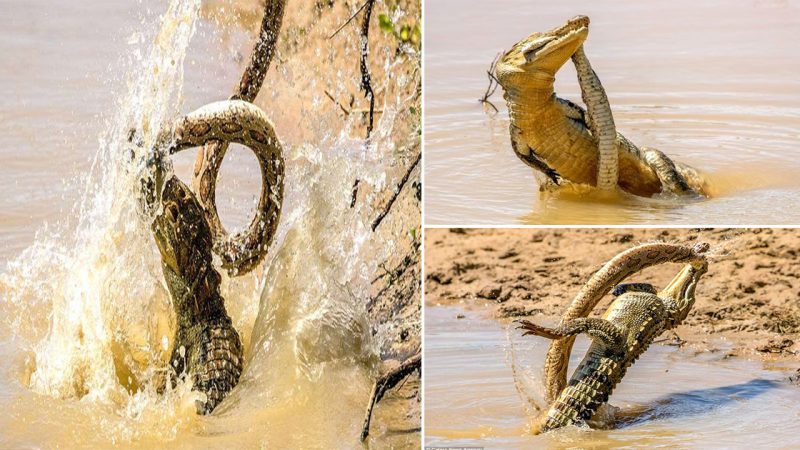 The Fierce Battle Between Giant Crocodile and Venomous Snake in the “Four Deadly Venomous Creatures”: Only the Victor Has the Right to Survive