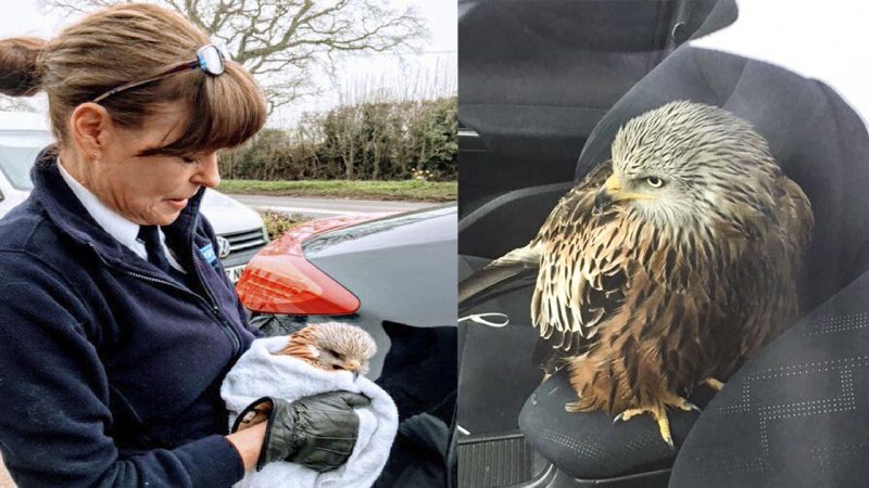 Man Rescued Injured Bird, And Now He Probably Wishes He Hadn’t