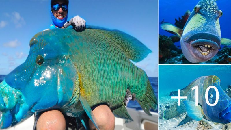 Rare Encounter: American Fisherman Catches Unusual Fish with Peculiar Face