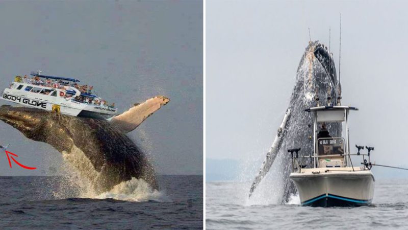 In a terrifying encounter, a humpback whale abruptly propels the ship out of the water, creating a horrifying spectacle.