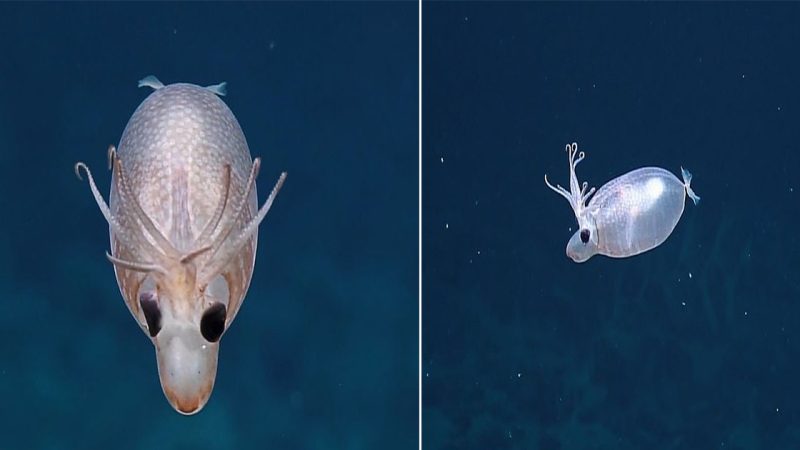 Adorable ‘piglet squid’ is spotted 1,000 miles south of Hawaii by scientists on a deep sea expedition 4,500 feet below sea level