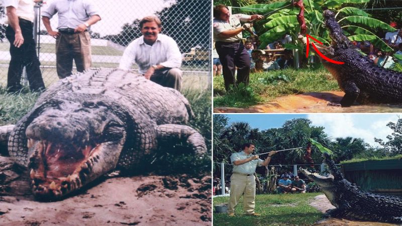 Gomek the World Famous giant Salt Water Crocodile at St. Augustine Alligator Farm.