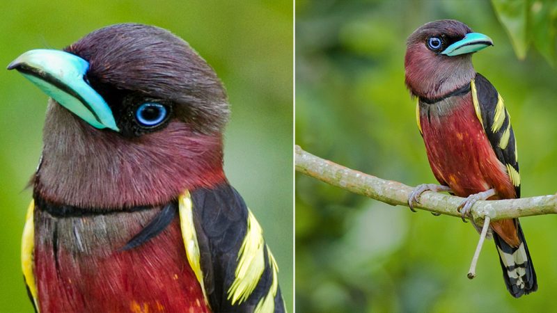 The Banded Broadbill: A Colorful Jewel of the Rainforest