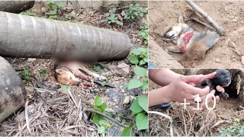 Mother Dog’s Heroic Leap to Shield Her Defenseless Cubs from a Toppling Tree