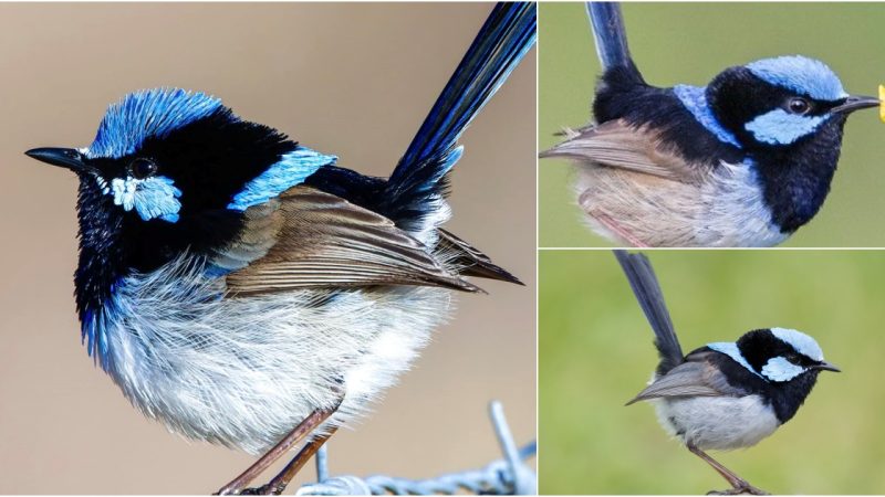 The Superb Fairywren: A Delightful Display of Nature’s Brilliance