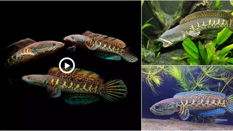 The Channa Golden Cobra Snakehead: A Magnificent Aquatic Predator