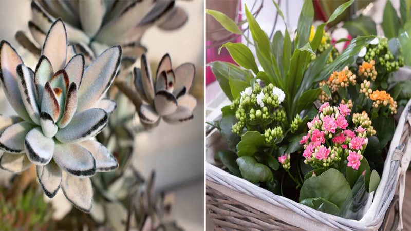 “How to Care for Kalanchoe: Tips for Stunning and Vibrant Blooms”