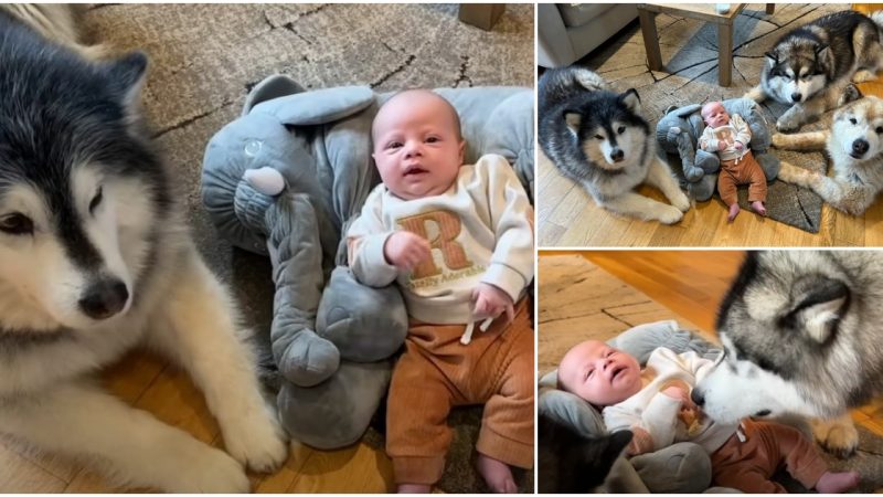 Introducing the Safest Baby in the World, Protected by Three Loyal Dogs