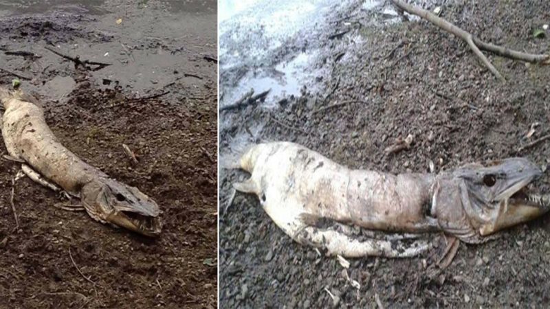 “Mysterious ‘Monster’ Found on Manchester Beach Possibly an Ancient Sea Creature, a Modern-Day Loch Ness Monster”