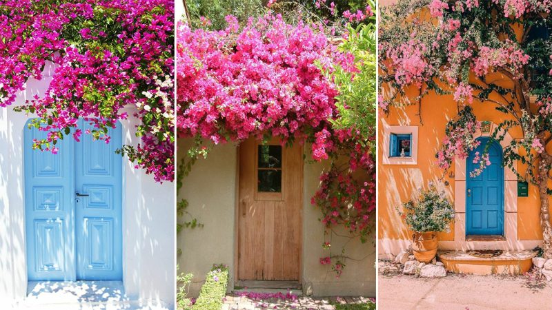 Add beauty to your porches and pergolas with colorful Bougainvillea’s.