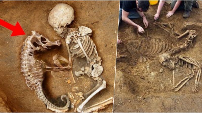 Cold-Blooded Ancient Burial Ritual Unveiled: Archaeologists Discover Baby and Seahorse Skeletons Buried Together.