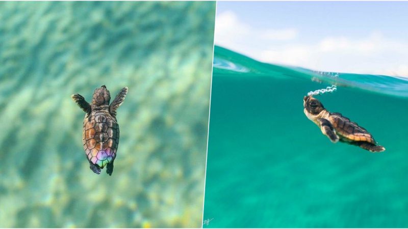 Baby turtles are said to have gone to the sea