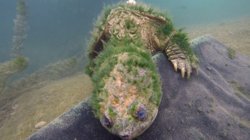 A scuba diver comes upon an ancient-looking sea turtle in this incredible clip