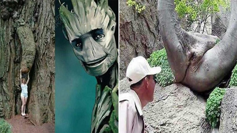 The Weirdest, Hilarious, and Funny Trees Around the World