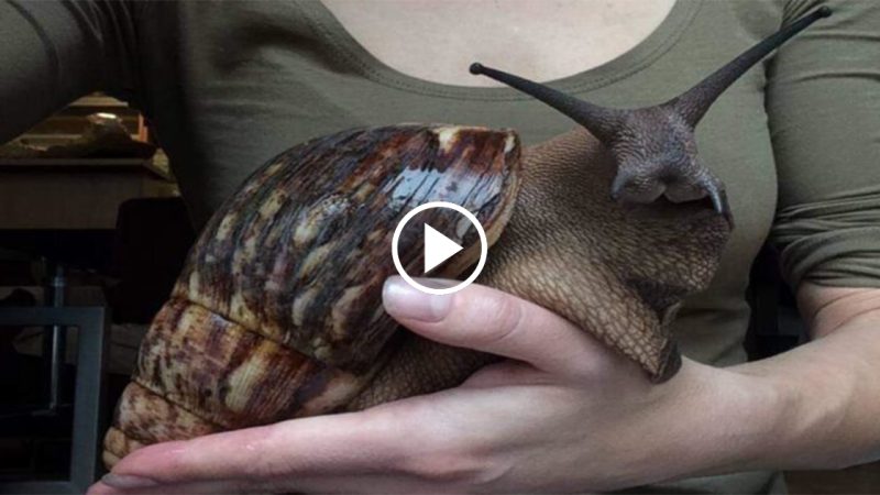 The World’s Largest Snail Can Grow as Long as a Human Arm