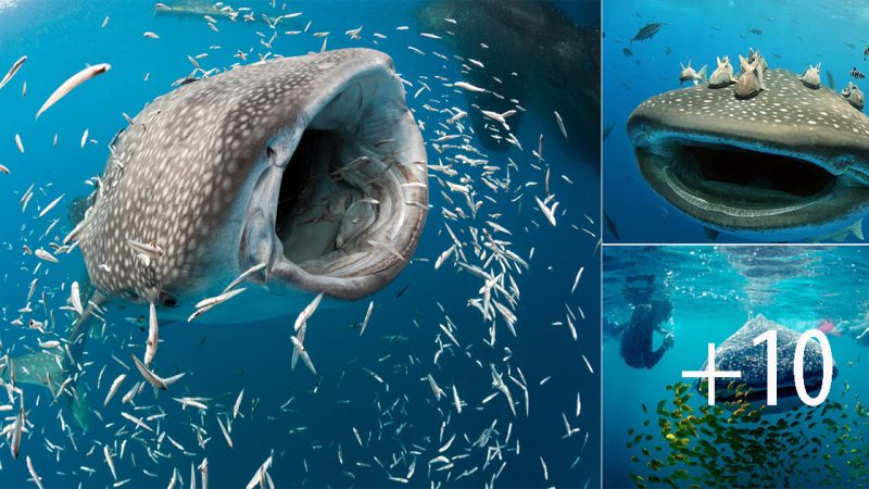 Whale Shark (Whale Shark) and important details to be aware of