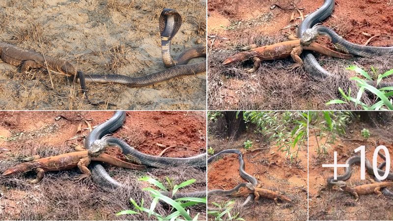 King Cobra Devours Colossal Monitor Lizard – A Struggle for Survival