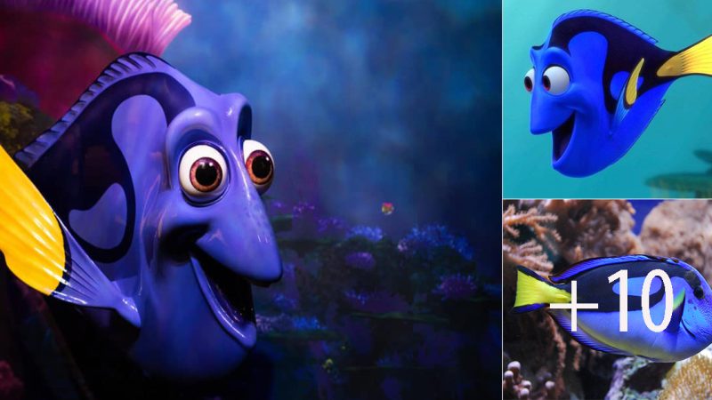 Regal Tang: The Ƅeautiful Ƅlue Fish Known as Dory