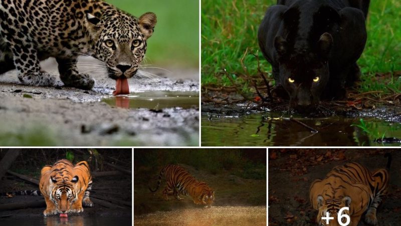 Monsoons in the Kabini Forest Reserve: A Playground for Bold and Shy Cats