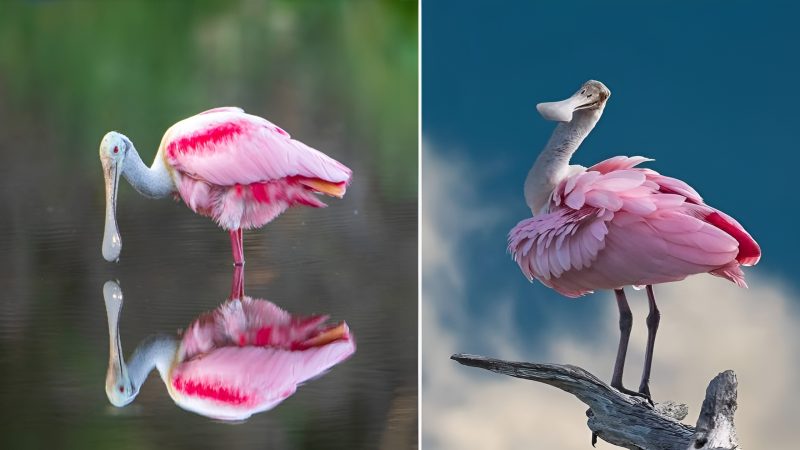 the Enchanting Roseate Spoonbill: A Marvel of Nature’s Palette