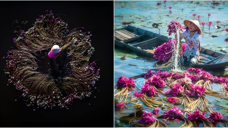 Admire the autumn beauty of the water lily scheme in the Mekong Delta by photographer Pham Huy Trung