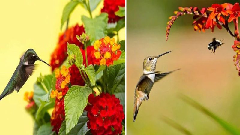 “Yellow is the New Buzz: Explore the Top 18 Plants to Attract Hummingbirds”