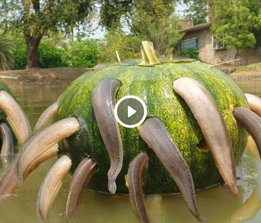 Wow Amazing Fishing Video: Rural Village Boy Builds Small Fish Trap with Pumpkin