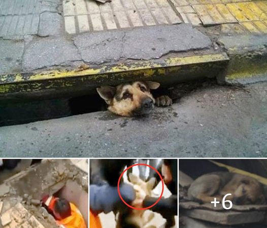 Brave Samaritan Rescues Stranded Dog from Rain-soaked Sewer, Eliciting Admiration from Onlookers