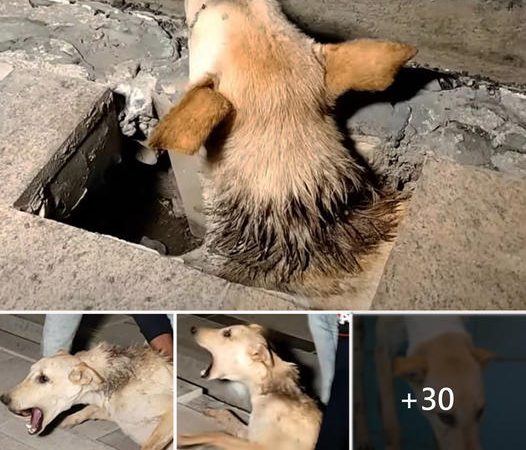 Heart-wrenching Plea for Assistance: Stranded Canine’s Agonizing Howls from Deep Abyss Capture Attention of Bystanders