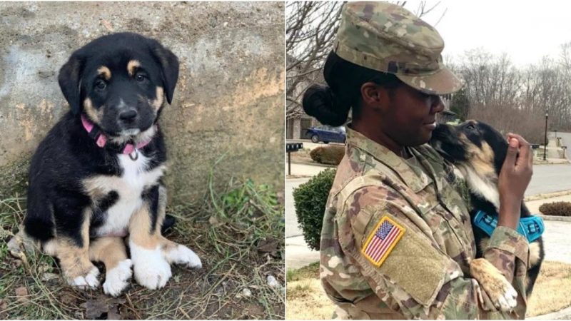 Soldier Reunites with Puppy She Rescued Abroad, Forges Unbreakable Bond Against All Odds