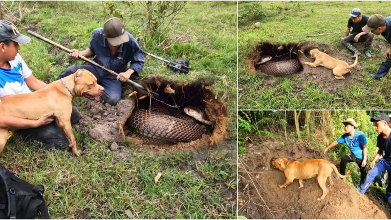 Fearless Pitbull Confronts Enormous Snake in Thrilling and Dramatic Hunting Showdown, Leaving Spectators Astonished