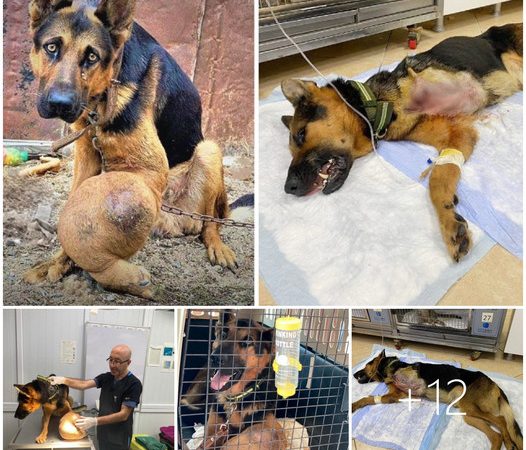 Hopeful Canine Struggling with Bone Cancer, Desperately Seeking a Loving Home for a Chance at Survival