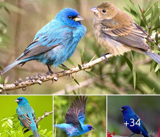 Harmonizing with the Sky: Indigo Buntings’ Azure Plumage