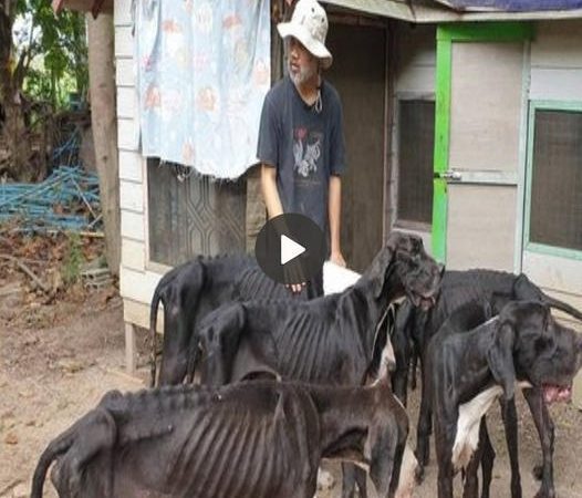 Thai Monarch Rescues 13 Emaciated Great Danes from Near Death at Breeding Farm