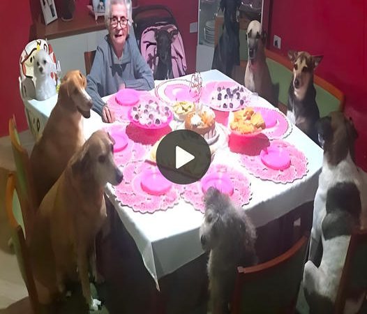 Pawsitively Heartwarming: Dogs Host Adorable Party to Celebrate Grandma’s 95th Birthday