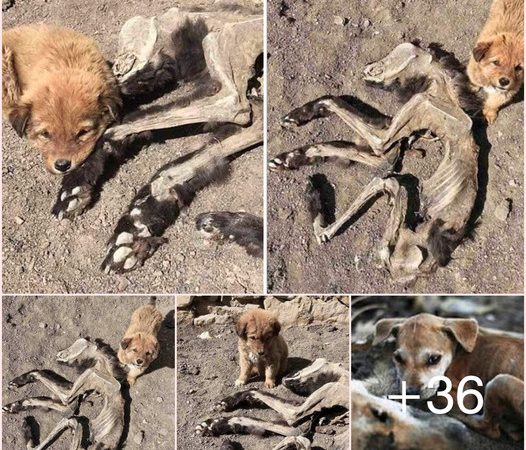 Puppy Unaware of Mother’s Departure, Searches Daily for Food to Offer to Her Remains