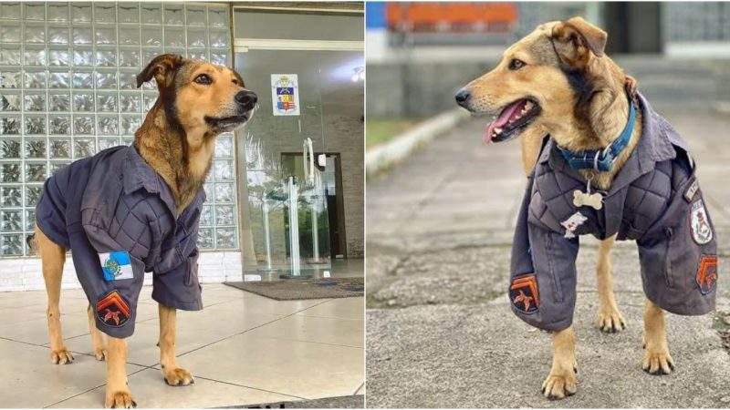 Rescued Street Dog Transforms into Official Mascot of Military Police Unit